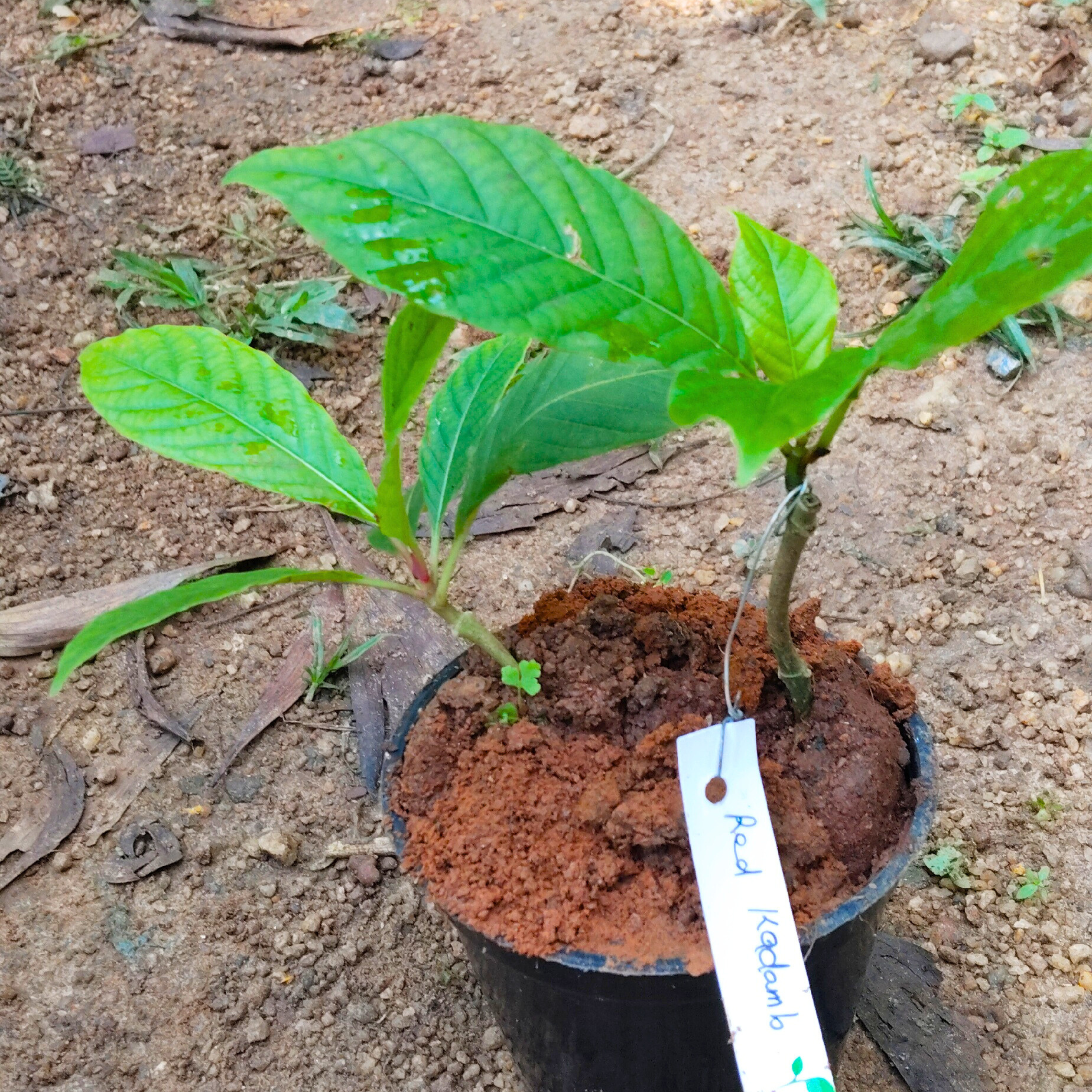 Red Kadamb (Neolamarckia cadamba) Flowering Live Plant