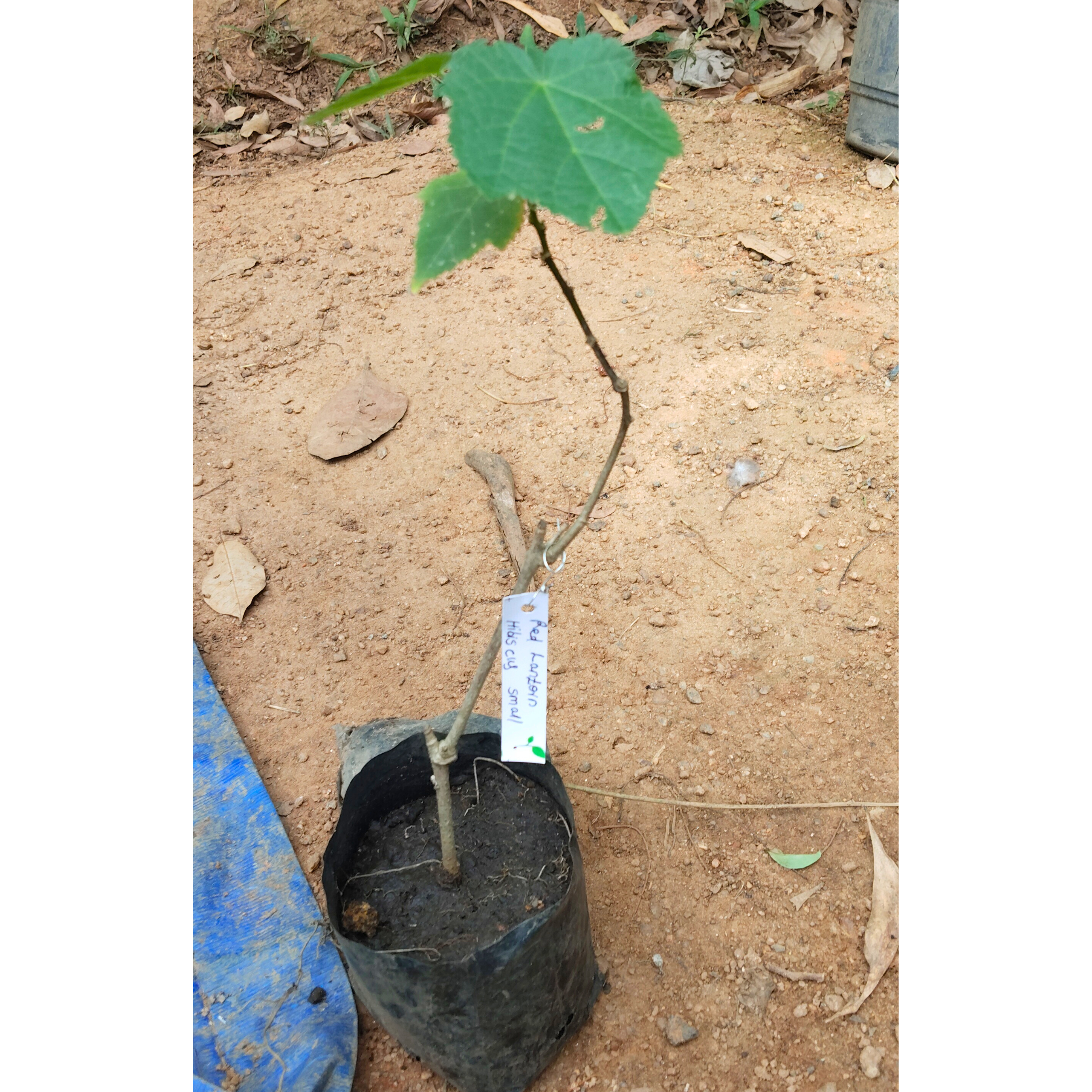 Red Lantern Hibiscus Flowering Live Plant