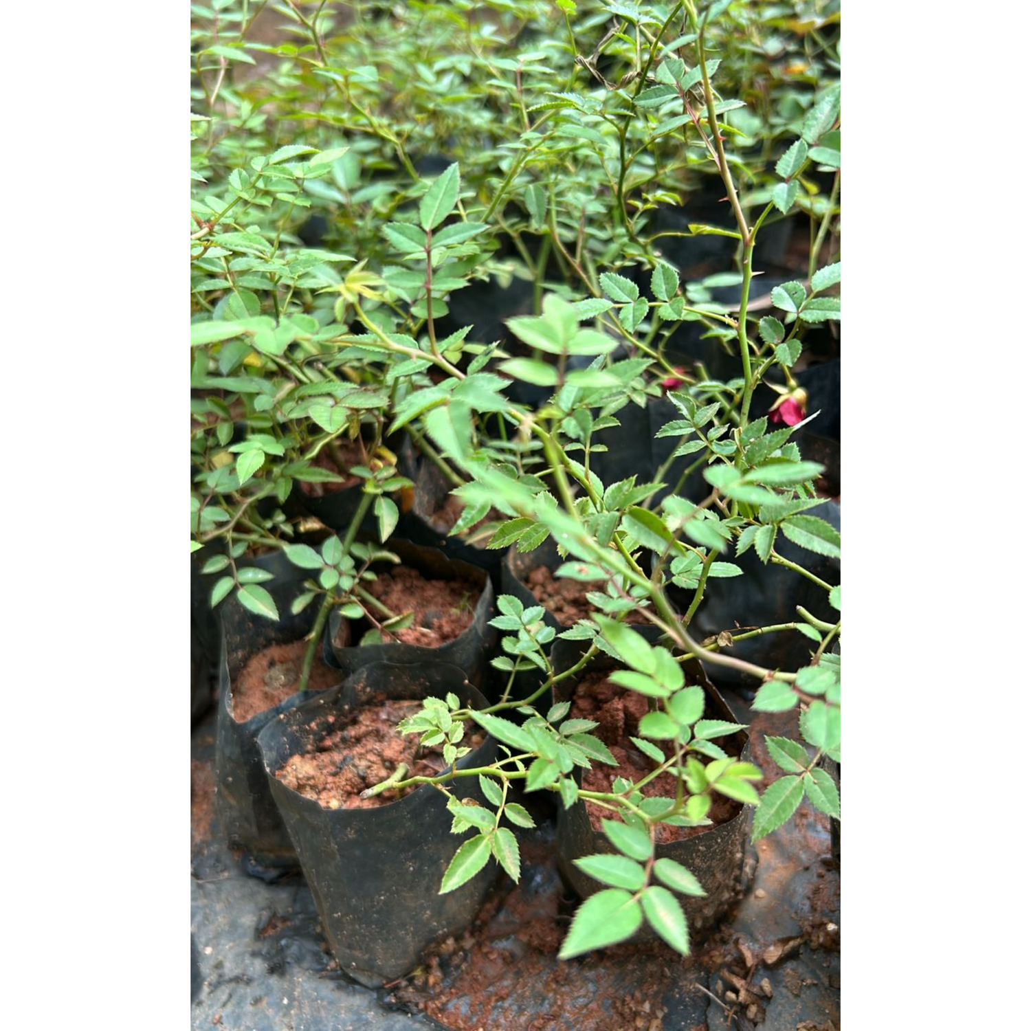 Red, White &amp; Pink Creeper/ Climbing Rose Combo Live Plant