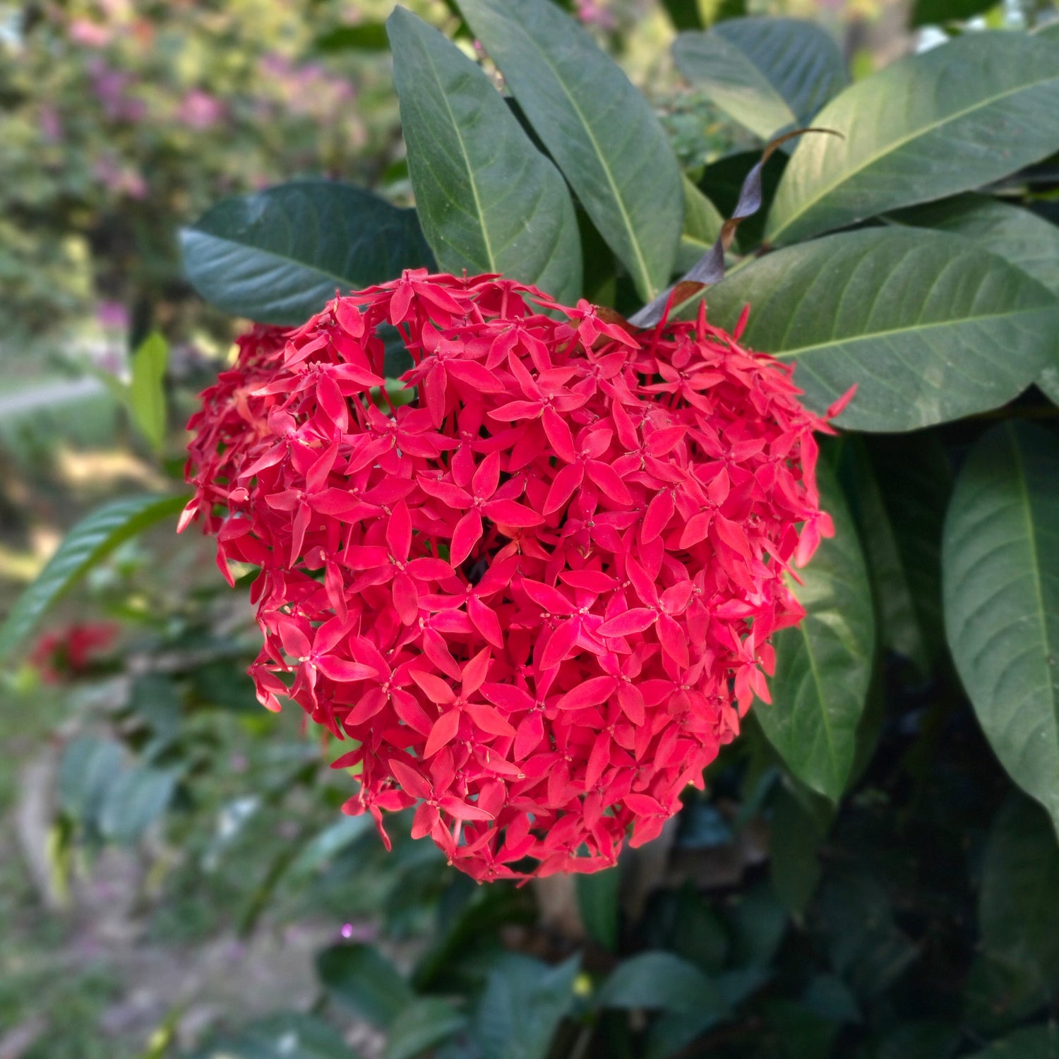 Chinese Ixora All Time Flowering Live Plant