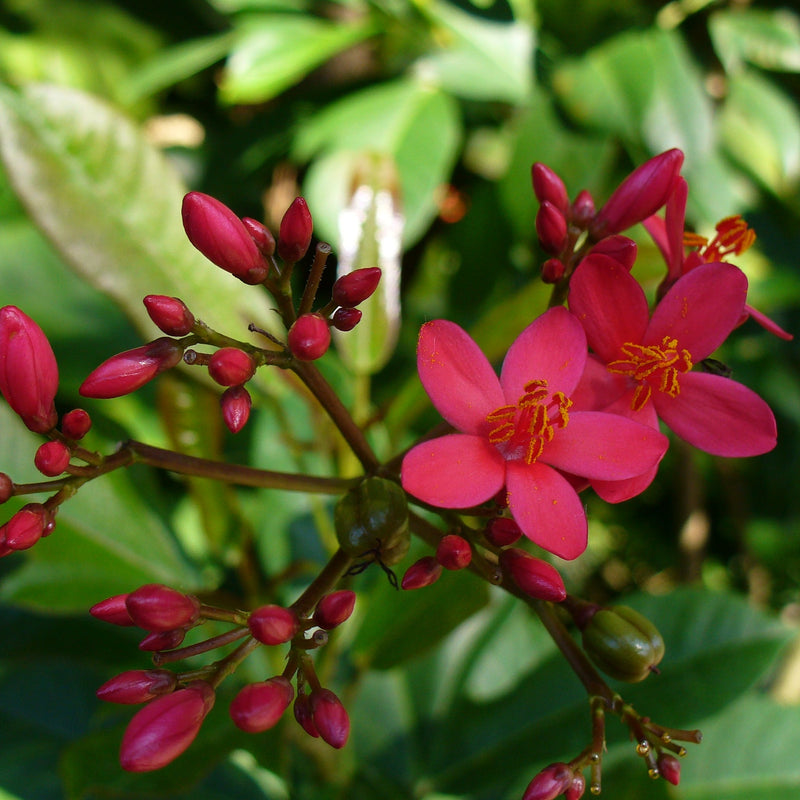 Jatropha (Nettlespurge) All Time Flowering Live Plant