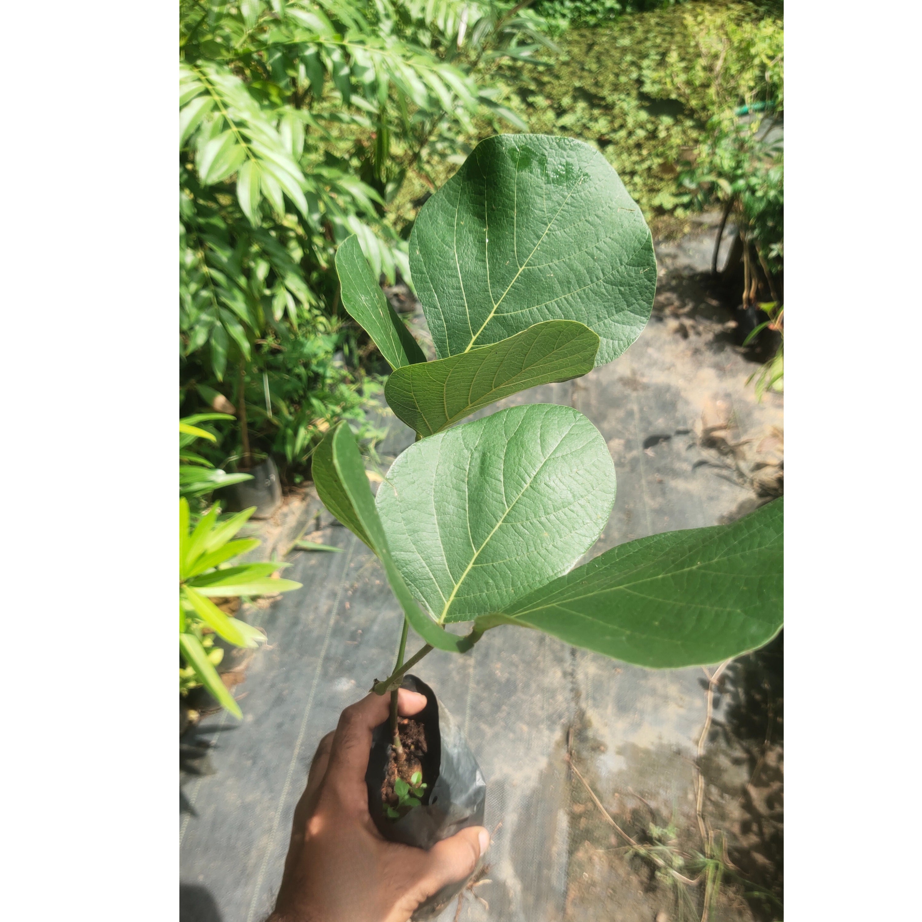 Red Palash (butea Monosperma) All Time Flowering Layered Live Plant 