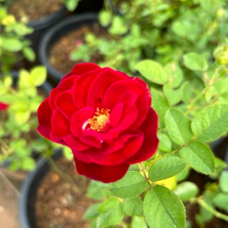 Red Pinocchio Rose Grafted Live Plant