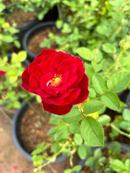 Red Pinocchio Rose Grafted Live Plant