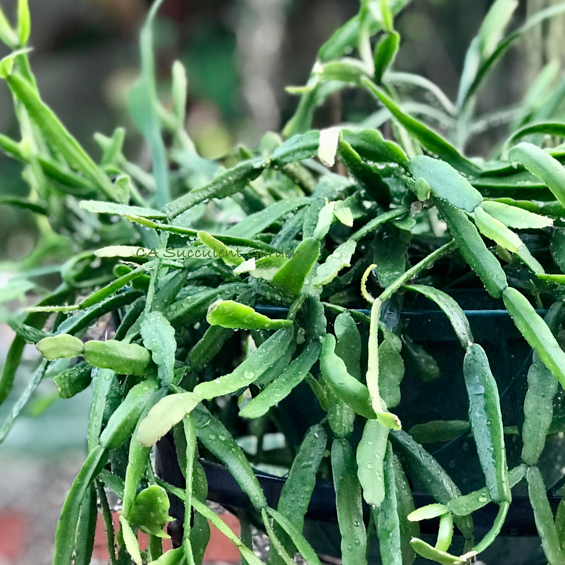 Rhipsalis Micrantha Succulent Live Plant