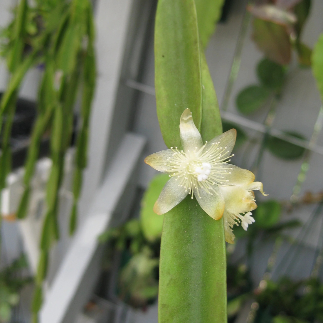 Rhipsalis Micrantha Succulent Live Plant