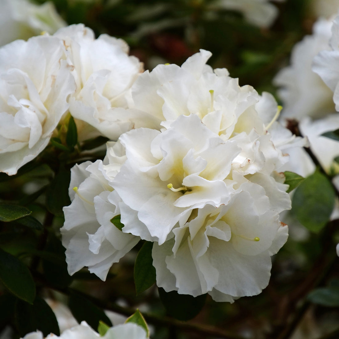 White Azalea Ruffle (Rhododendron) Rare Flowering Live Plant