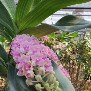 Rhynchostylis Gigantea Pink Blue (Seedling)