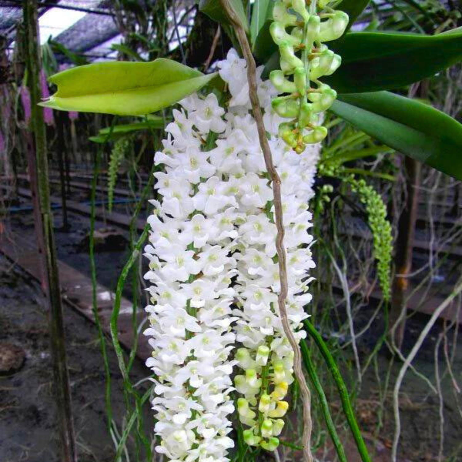 Rhynchostylis Retusa Alba - Seedling size