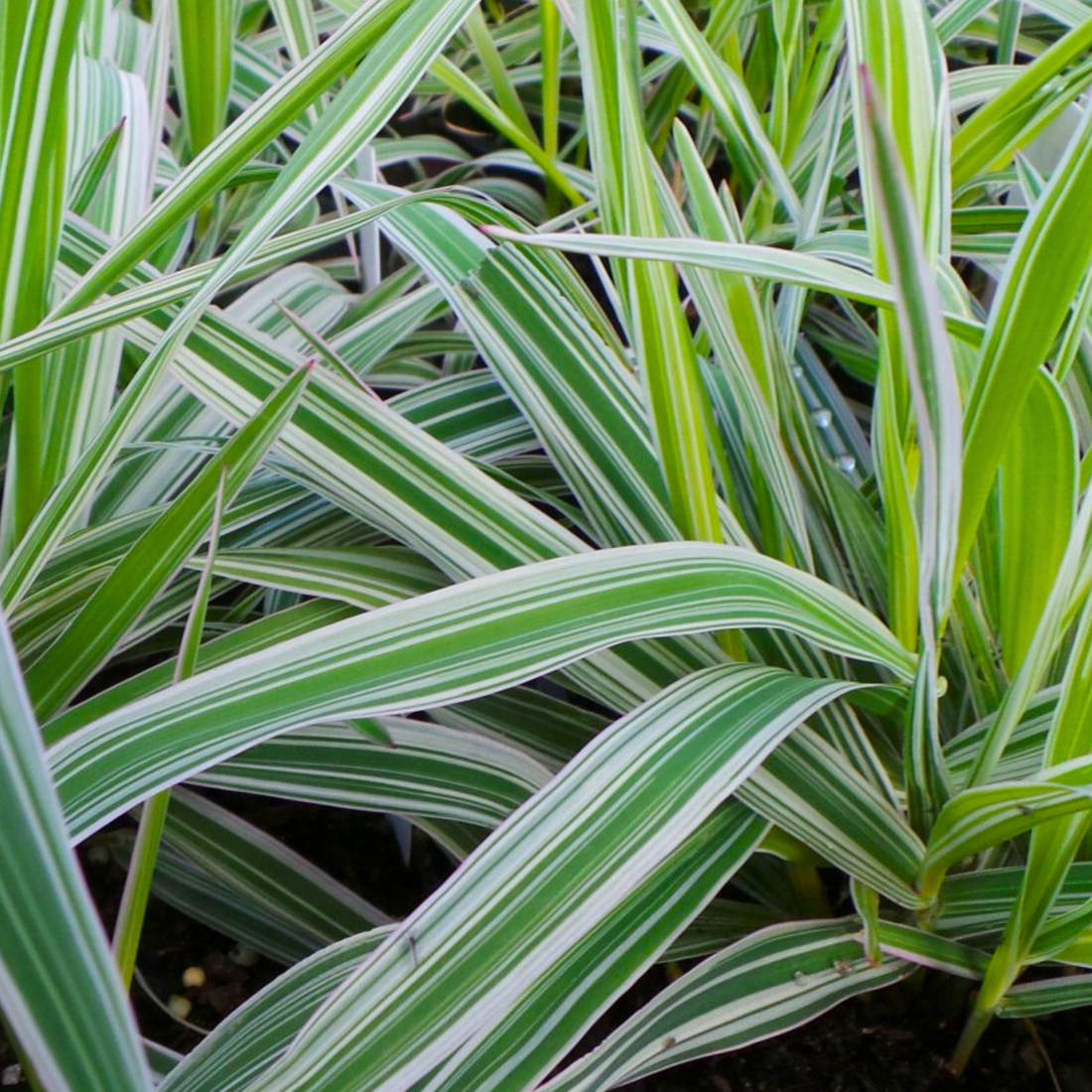 Ribbon Grass Variegated (Phalaris arundinacea) Ornamental Live Plant