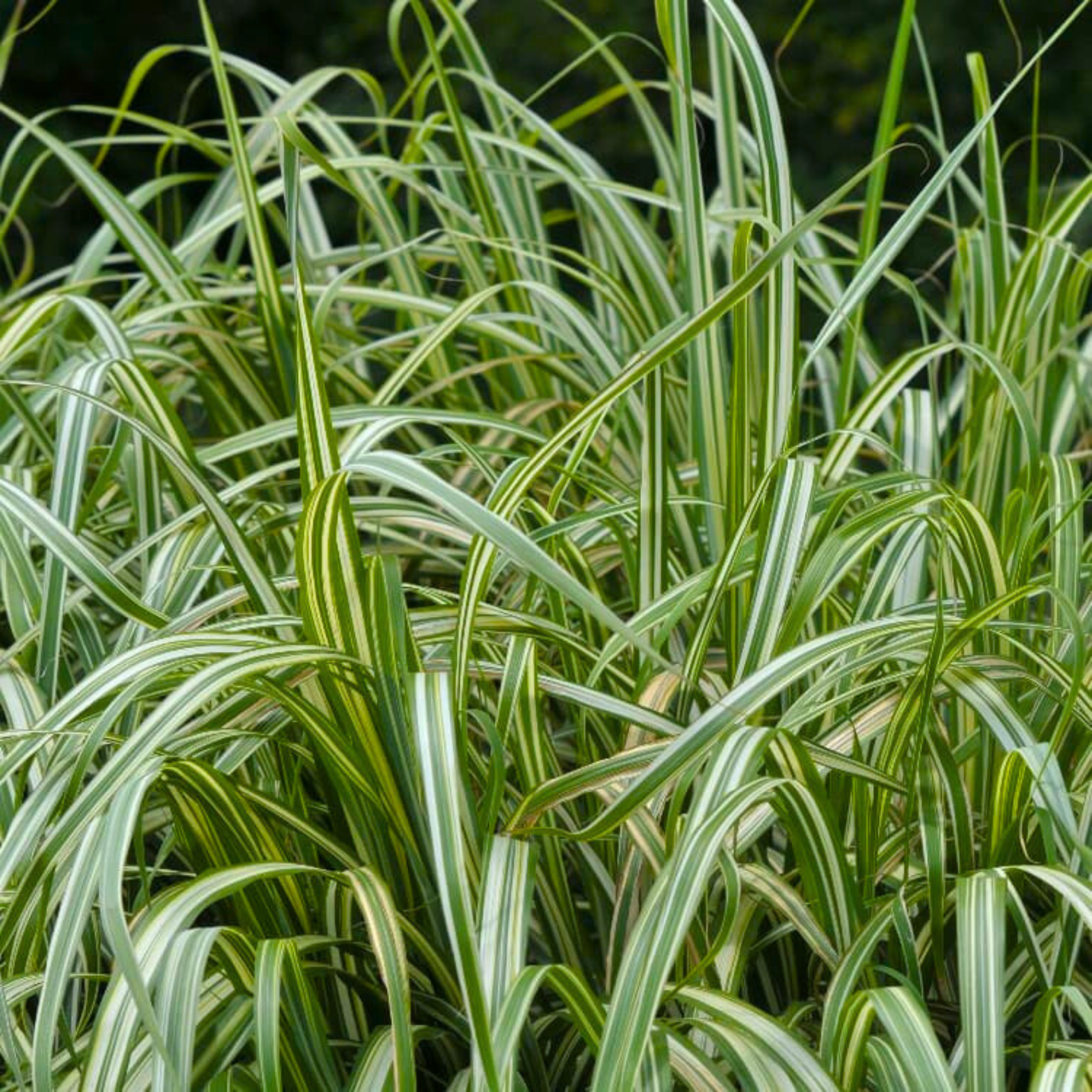 Ribbon Grass Variegated (Phalaris arundinacea) Ornamental Live Plant