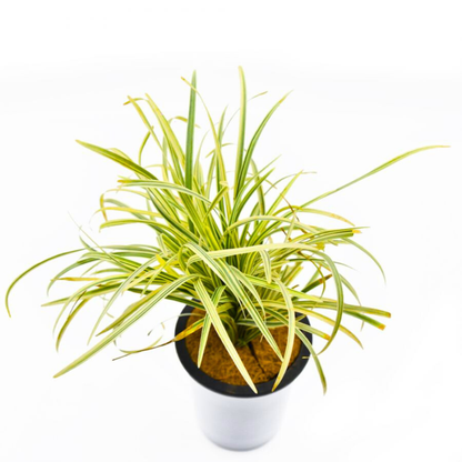 Ribbon Grass Variegated (Phalaris arundinacea) Ornamental Live Plant