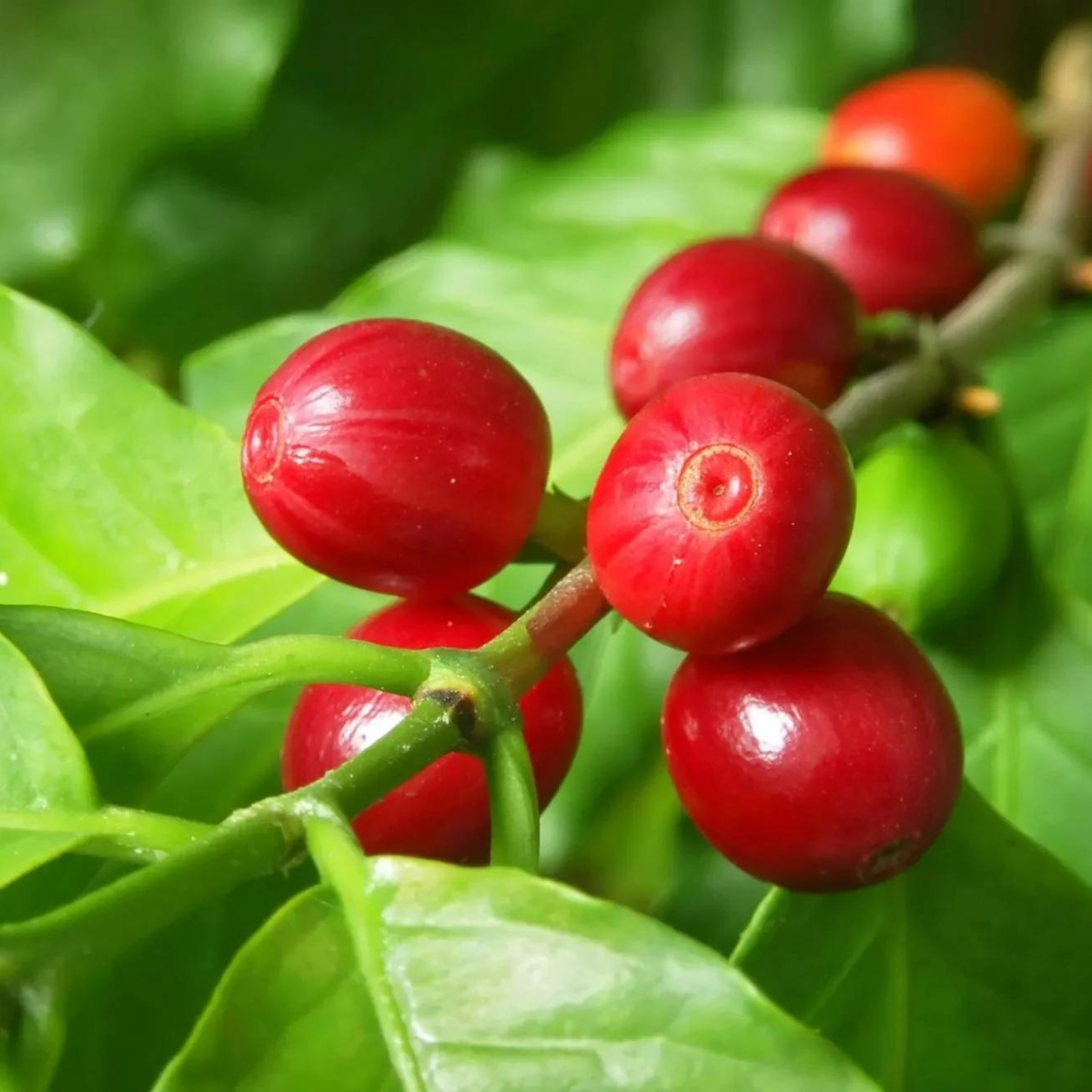 Robusta Coffee (Coffea canephora) Spice/Medicinal Live Plant