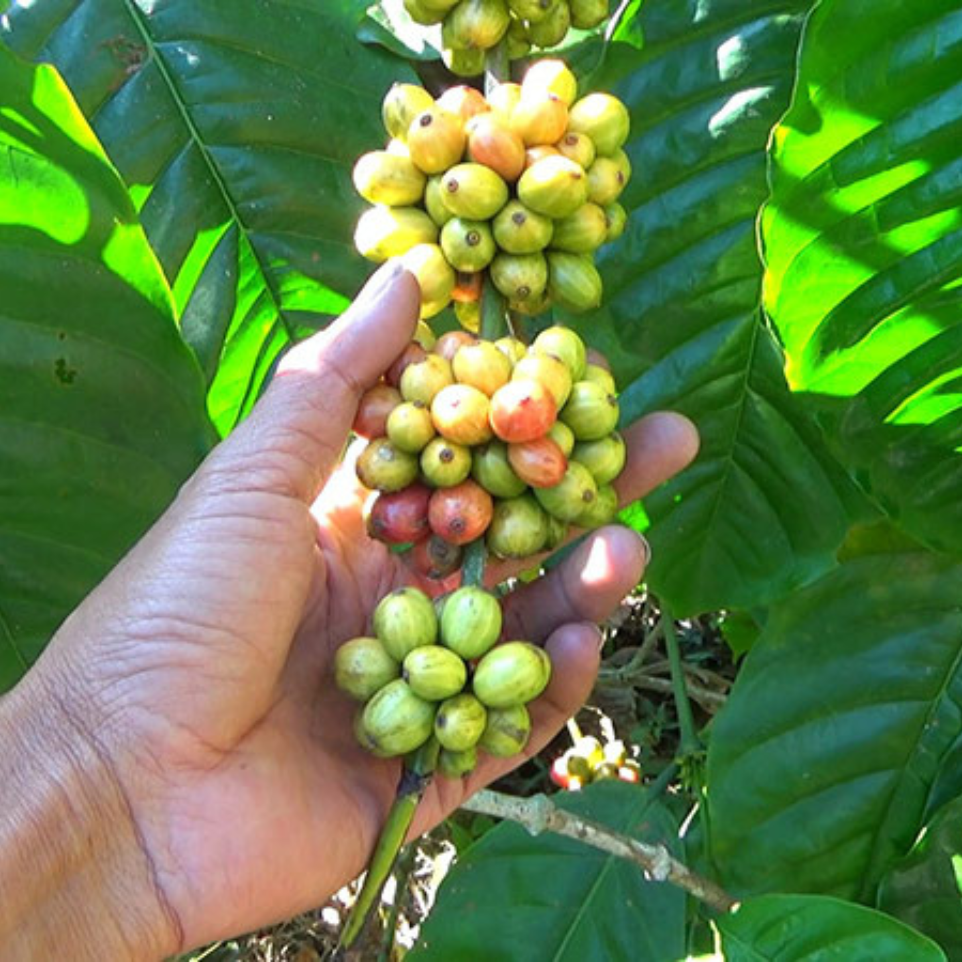 Robusta Coffee (Coffea canephora) Spice/Medicinal Live Plant