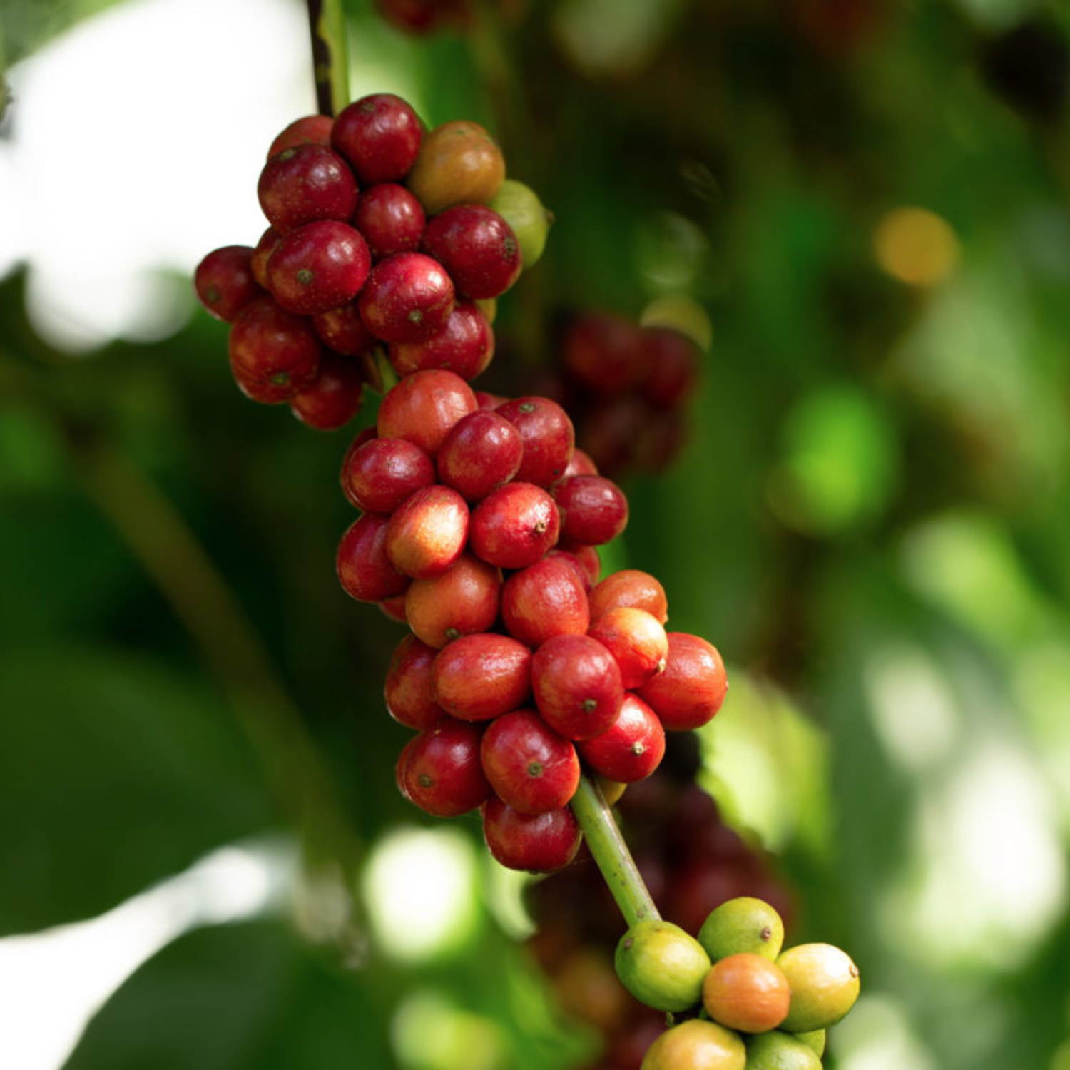 Robusta Coffee (Coffea canephora) Spice/Medicinal Live Plant