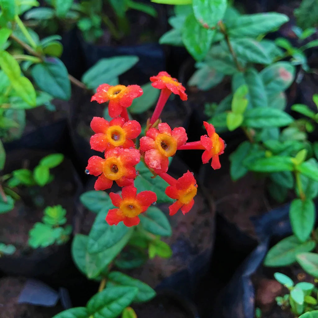 Fragrant Panama Rose (Rondeletia odorata) Flowering Live Plant