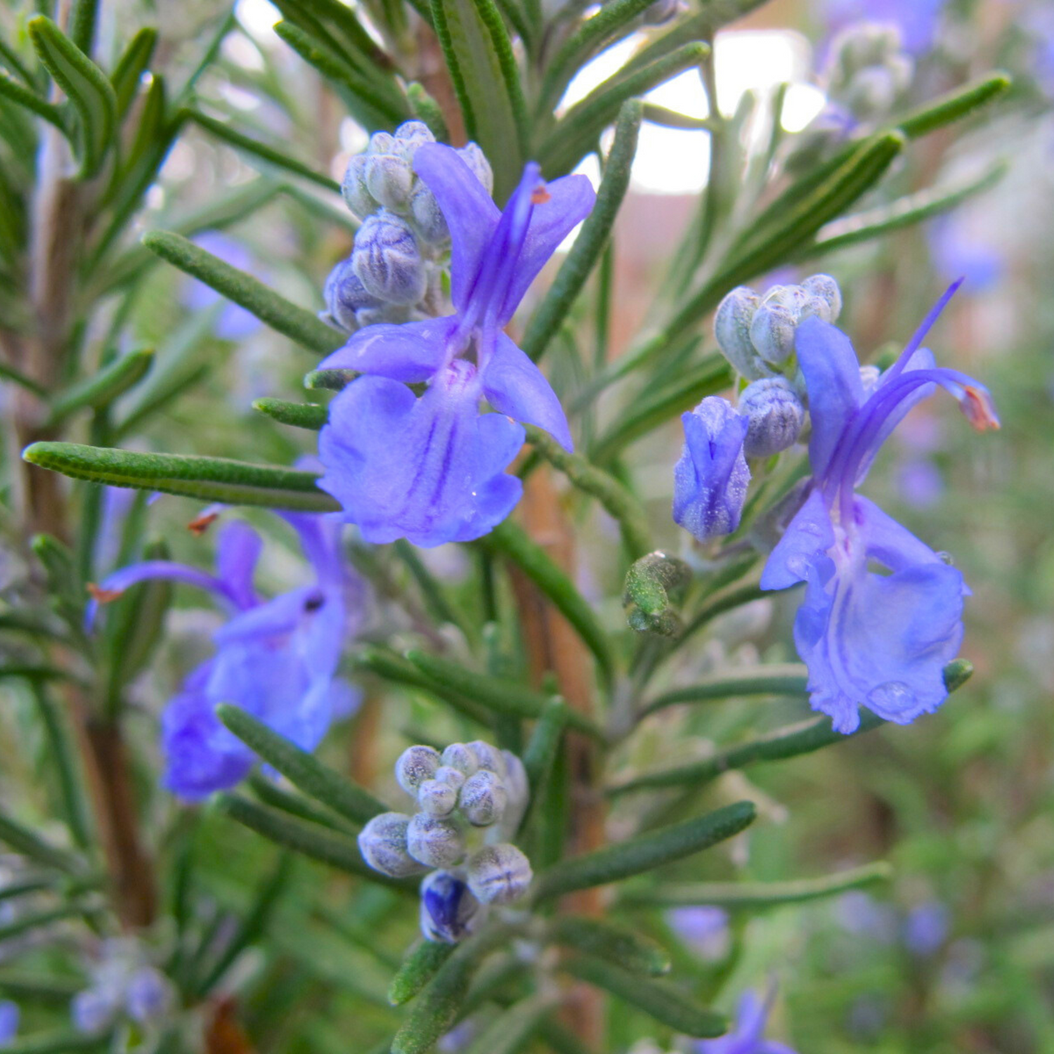 Rose Mary (Salvia rosmarinus) Live Plant