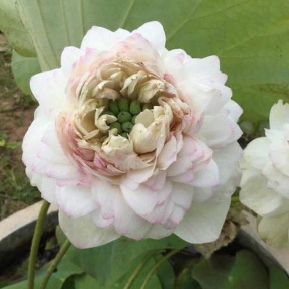 Rare Rose Pink (Sweet Thousand Petal) Lotus Tuber