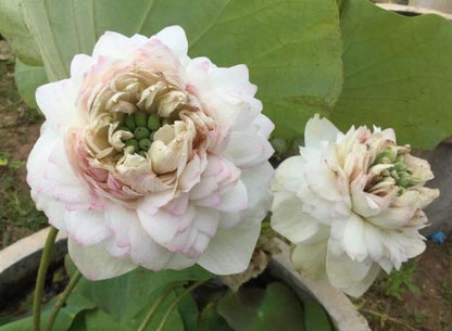 Rare Rose Pink (Sweet Thousand Petal) Lotus Tuber