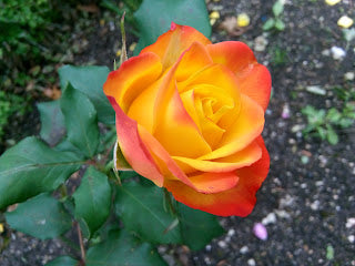 Orange and Yellow Double Coloured Grafted Rose Live Plant