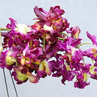 Dendrobium Rose Betty Red