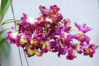 Dendrobium Rose Betty Red
