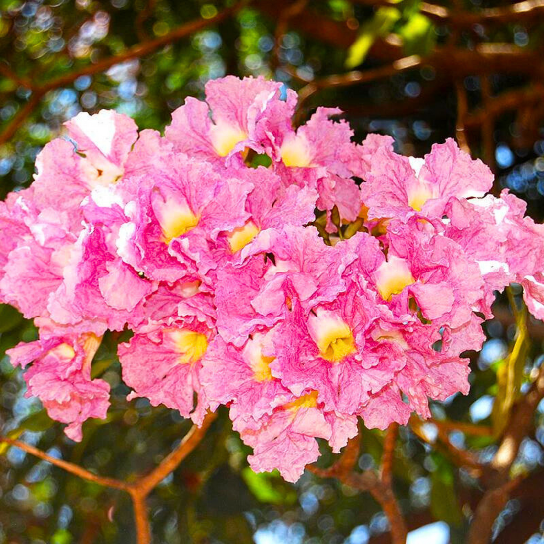 Rosy Trumpet Tree (Tabebuia Rosea) Live Plant