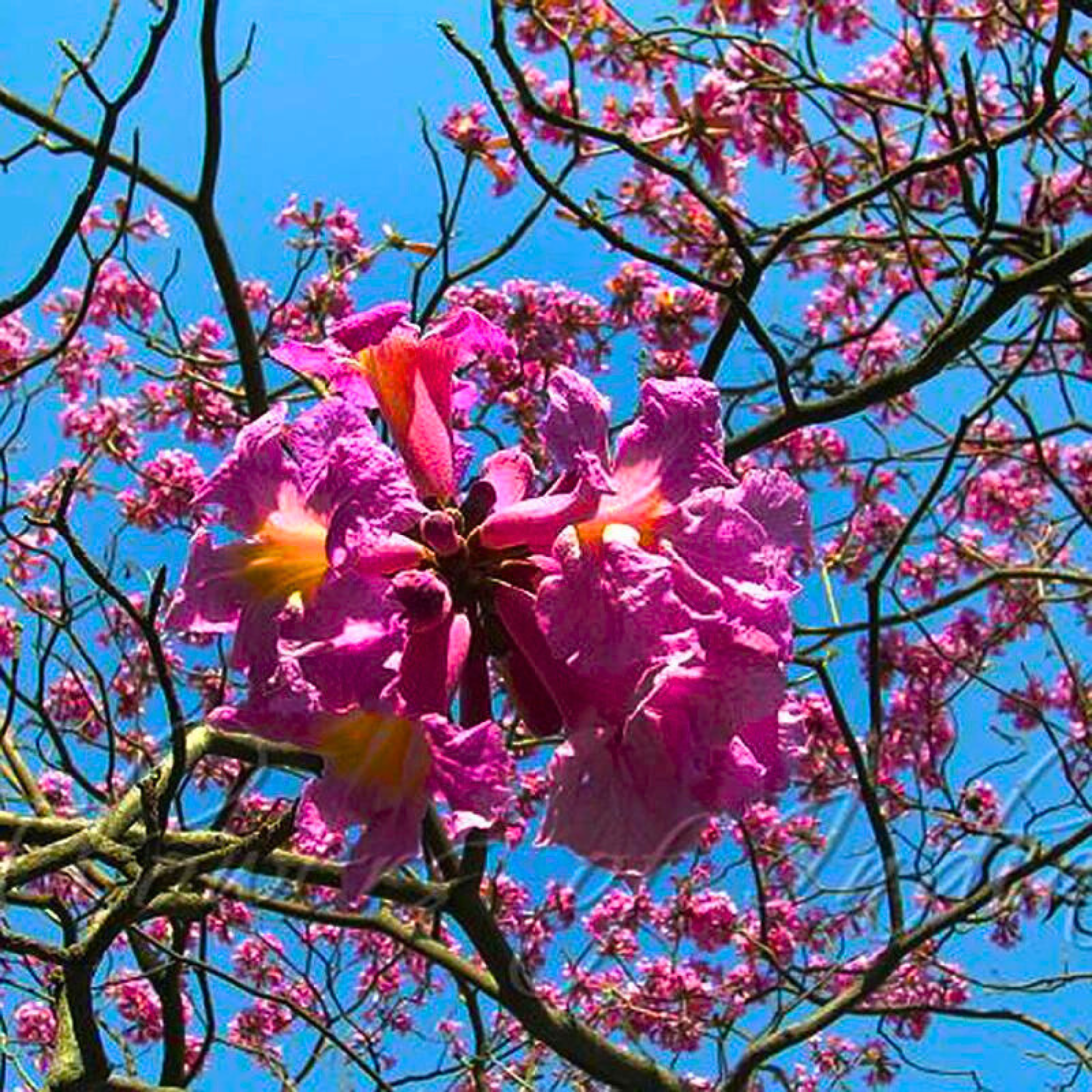Rosy Trumpet Tree (Tabebuia Rosea) Live Plant