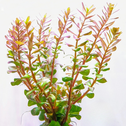 Rotala Macrandra Mini Red Aquatic Live Plant