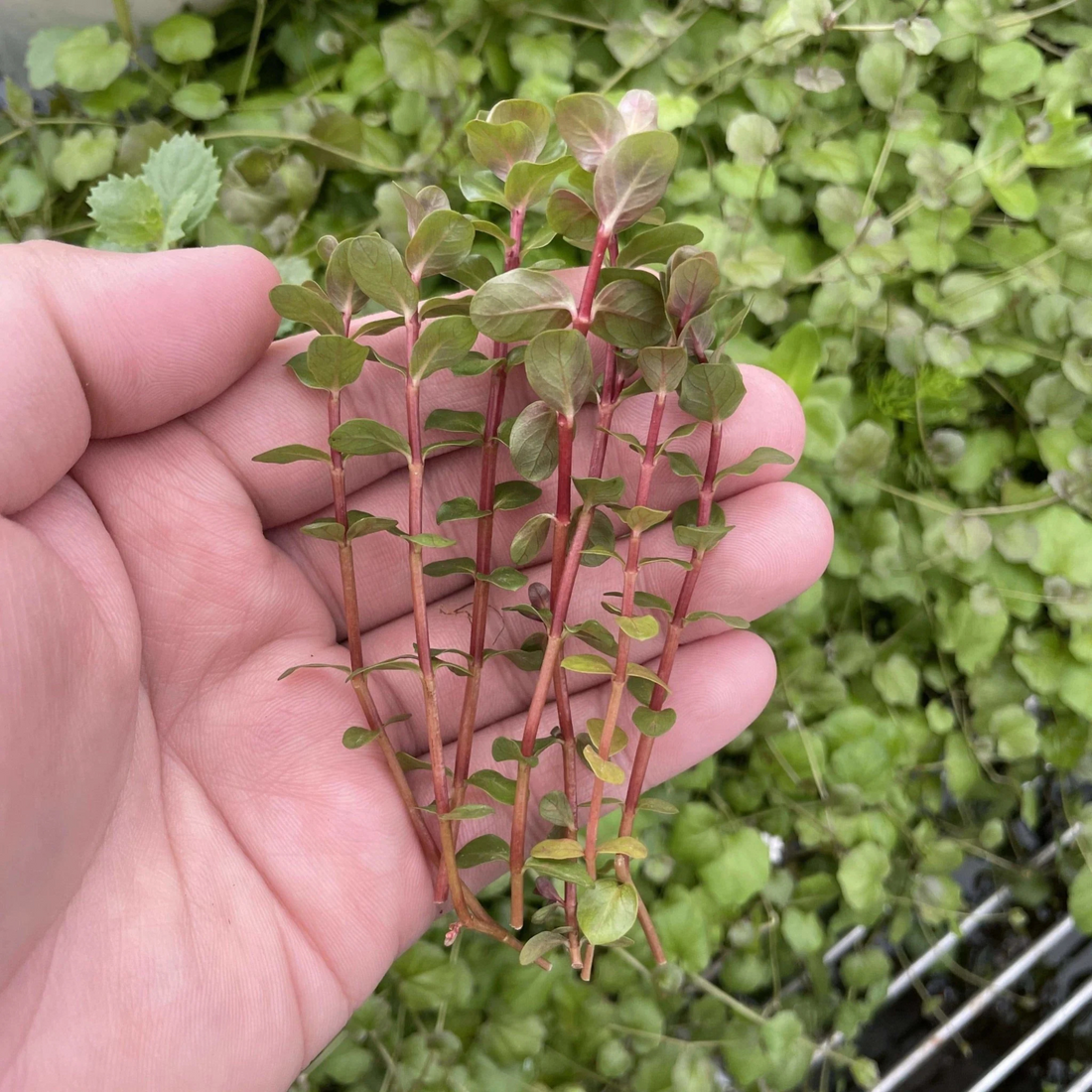 Rotala Macrandra Mini Red Aquatic Live Plant