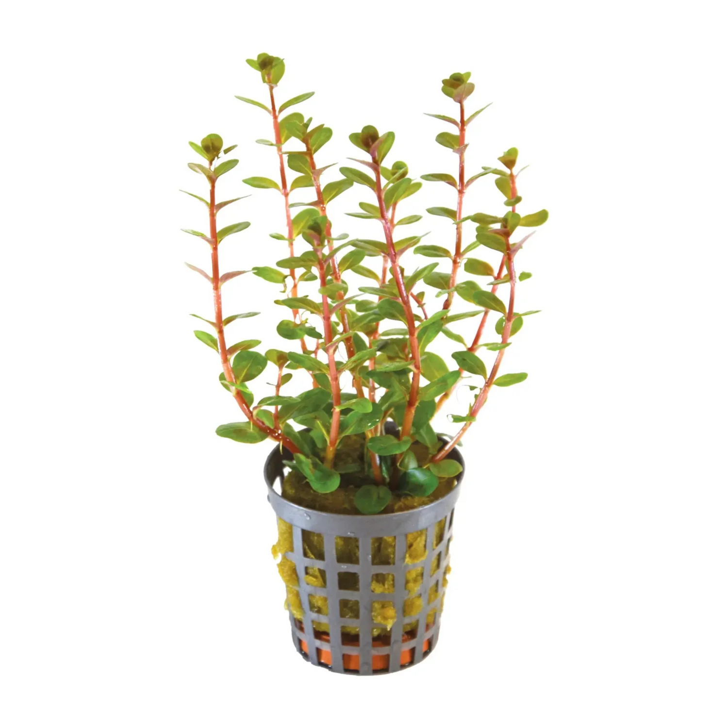 Rotala Macrandra Mini Red Aquatic Live Plant