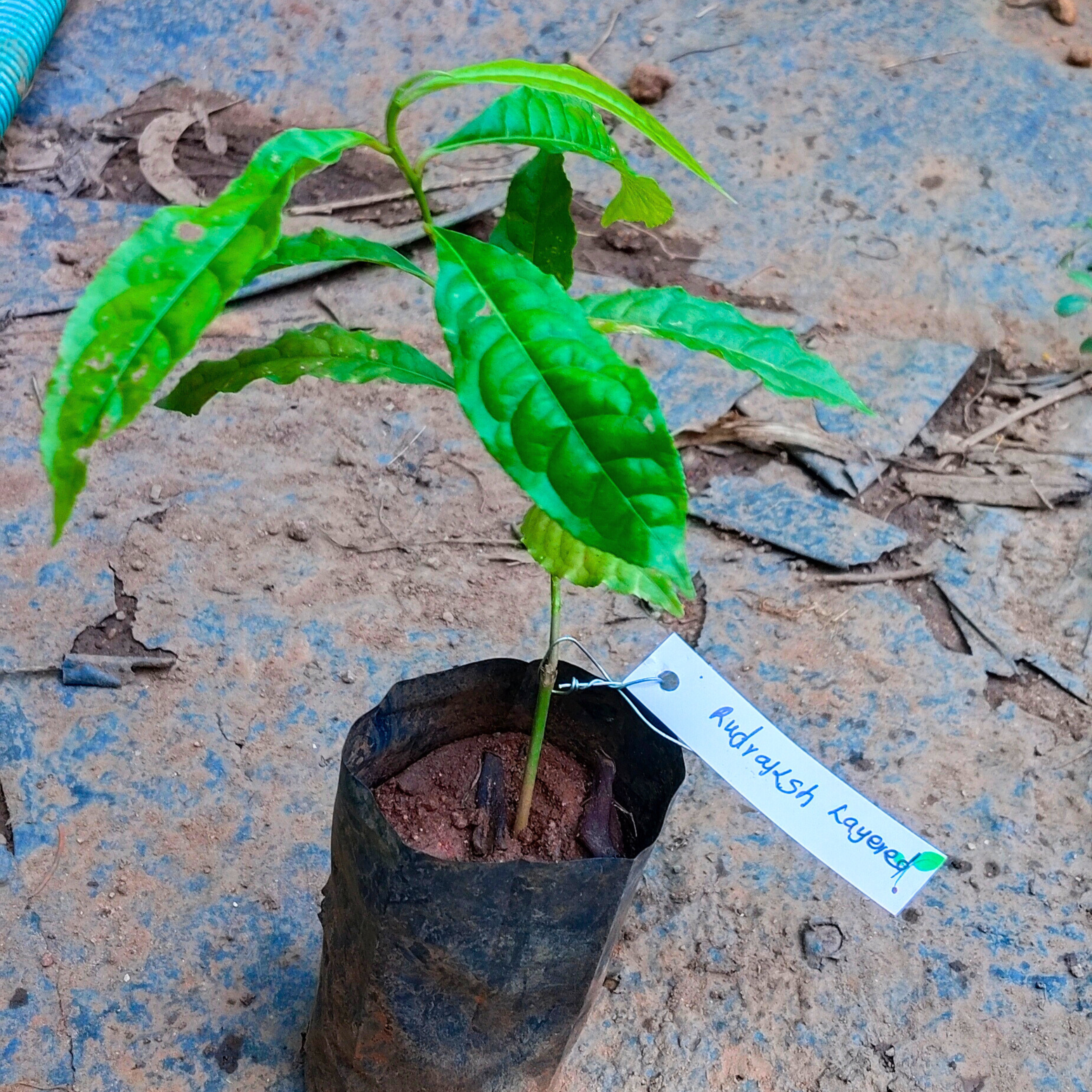 Rudraksh Layered Live Plant