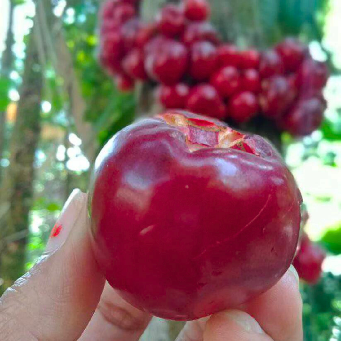 Ruruhi (Syzygium Sulawesi) Rare Fruit Live Plant