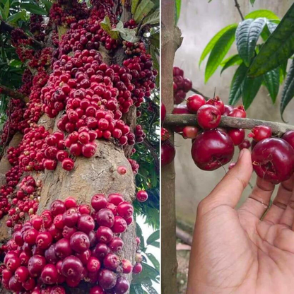 Ruruhi (Syzygium Sulawesi) Rare Fruit Live Plant