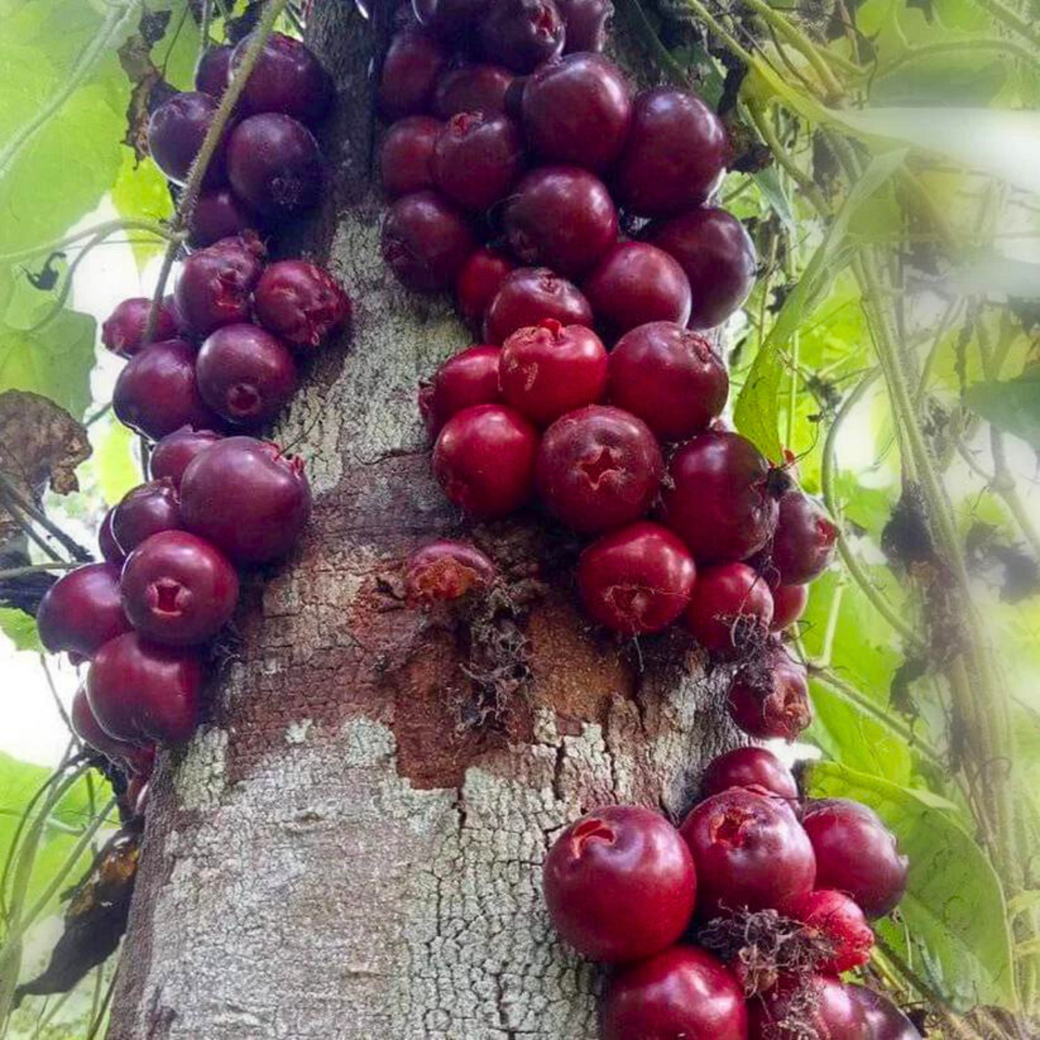 Ruruhi (Syzygium Sulawesi) Rare Fruit Live Plant