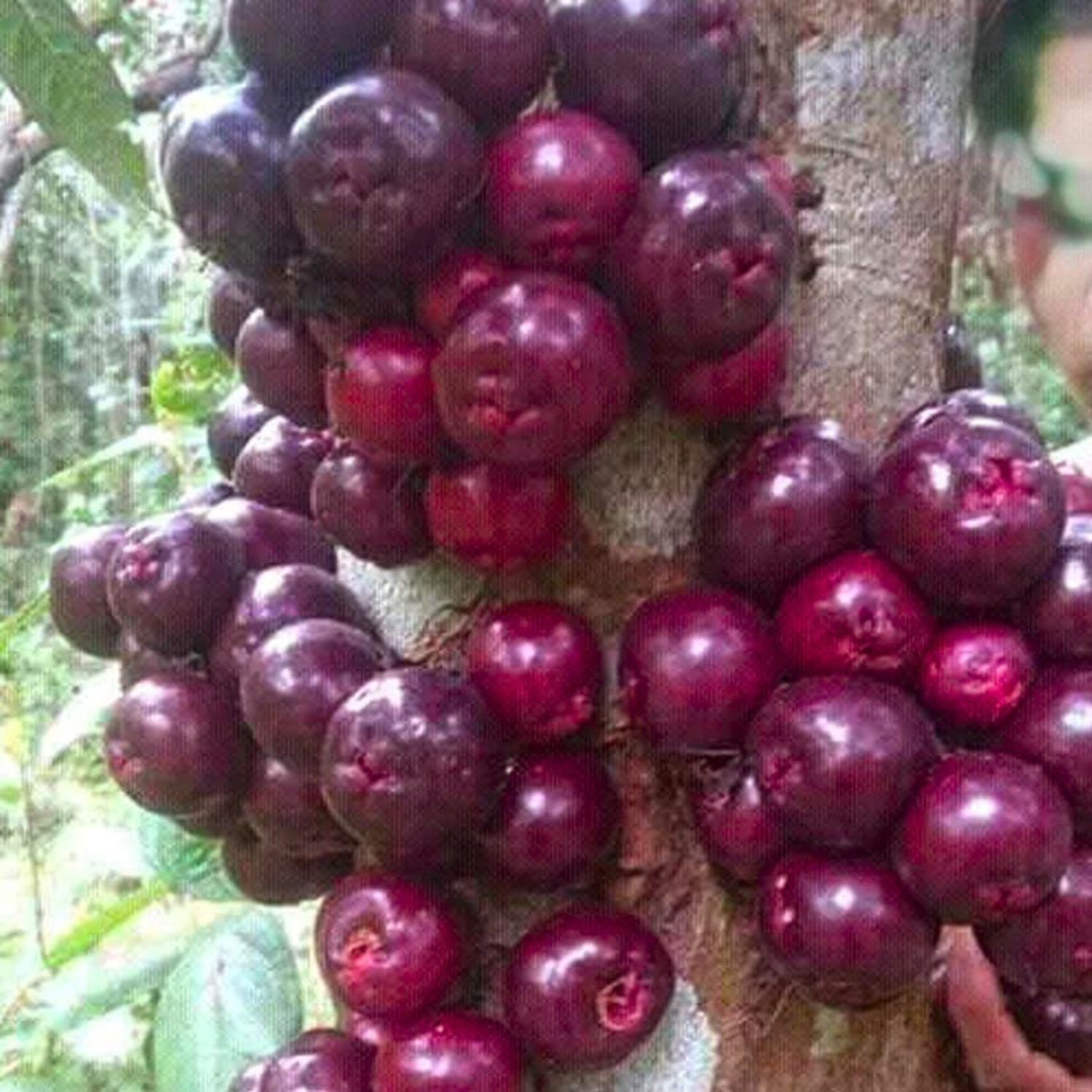 Ruruhi (Syzygium Sulawesi) Rare Fruit Live Plant