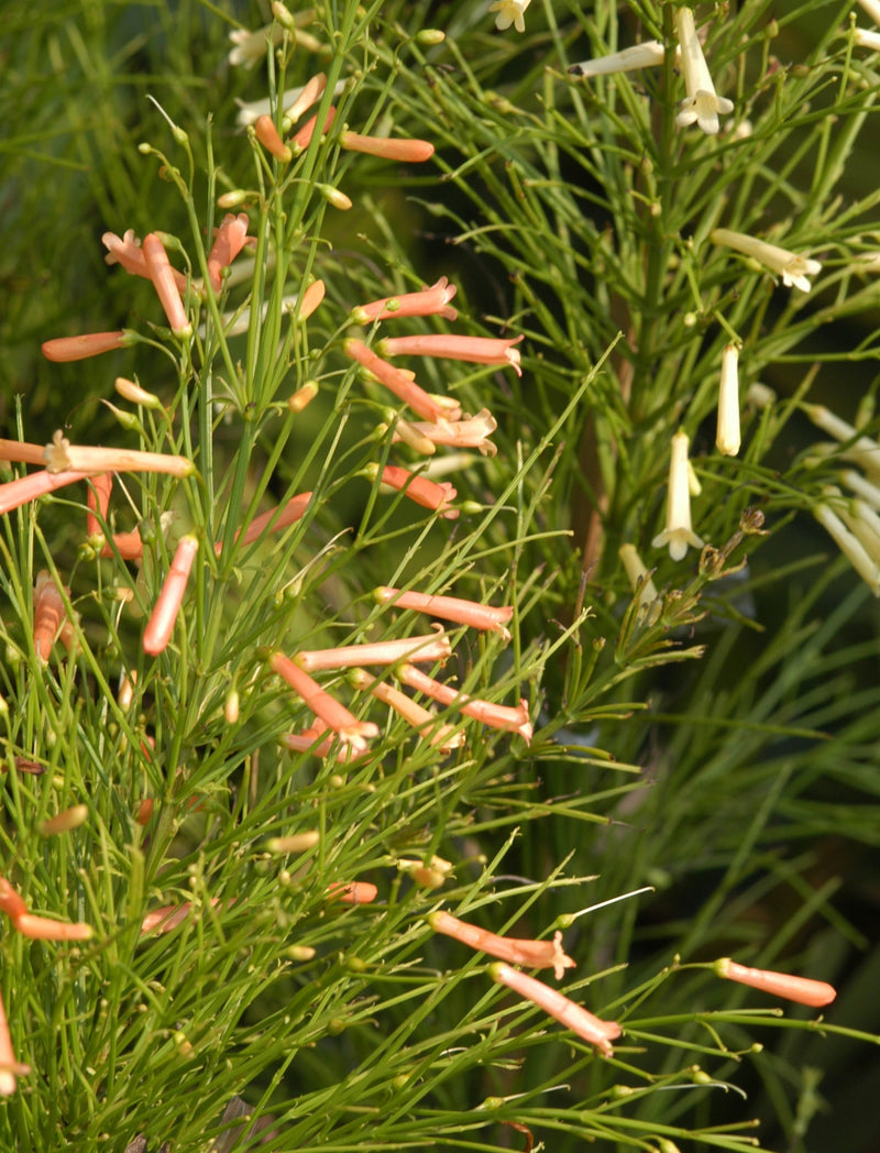 Russelia Tangerine Falls - Firecracker Flowering Live Plant