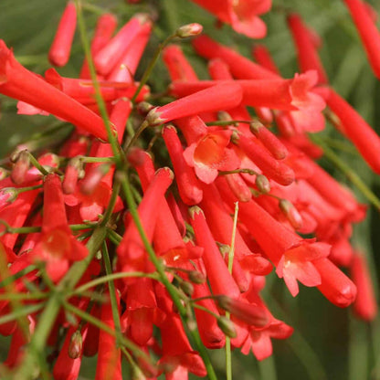 Red Firecracker (Russelia equisetiformis) Flowering Live Plant