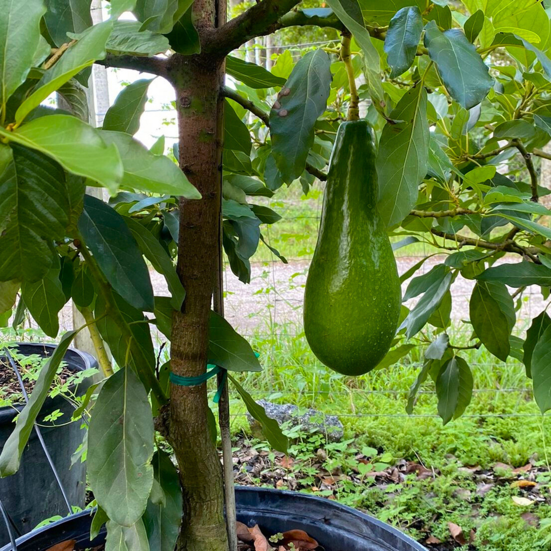 Russell Avocado (Persea americana) Grafted Live Plant