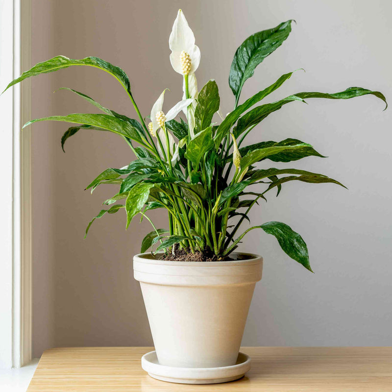 Peace Lily / Spathiphyllum Variegated Indoor Plant