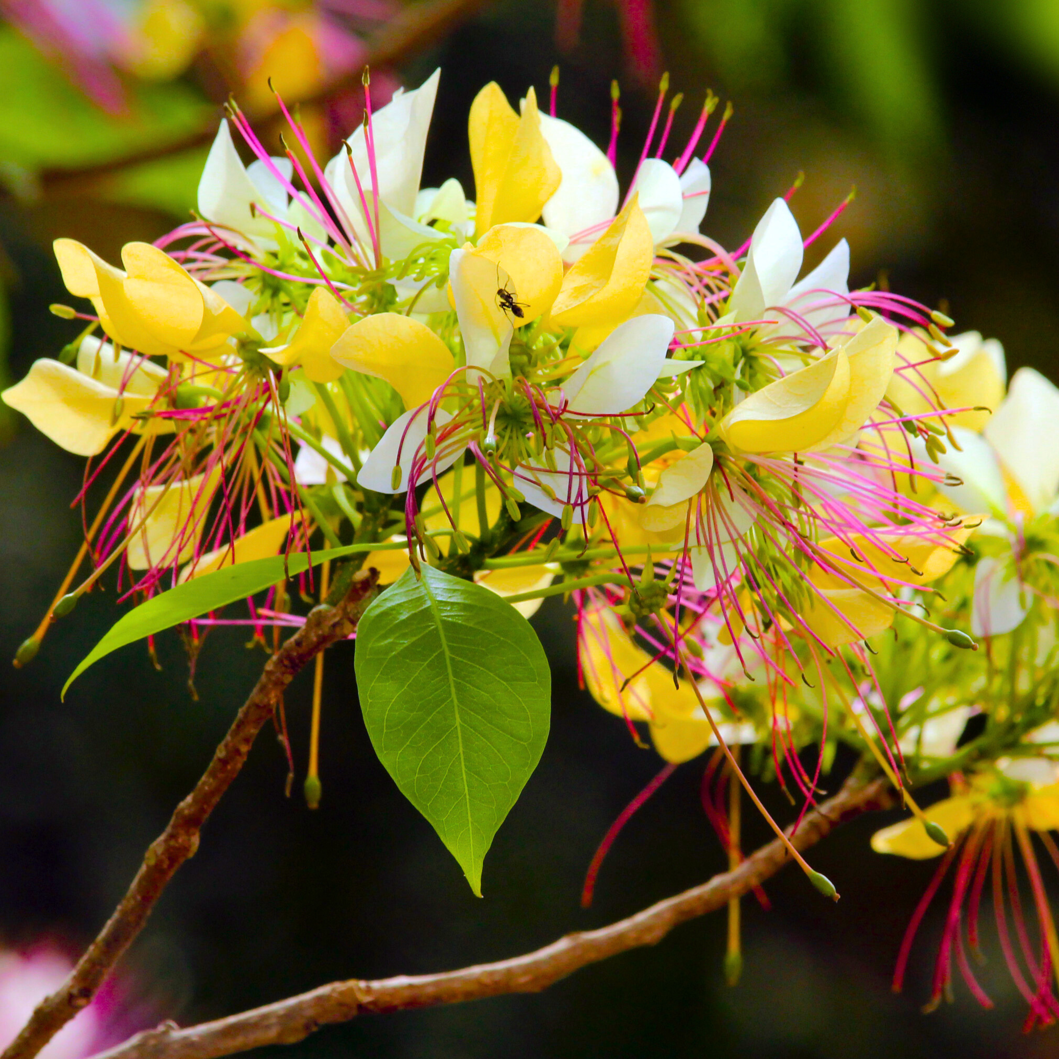 Sacred Garlic Pear (Crateva religiosa) Rare Flowering Live Plant