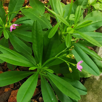 Sambar Cheera/Ceylon Spinach (Talinum fruticosum) Medicinal Live Plant