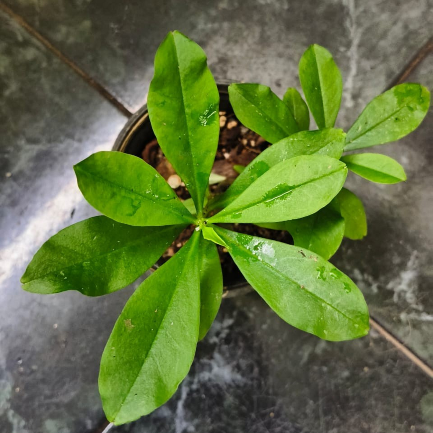 Sambar Cheera/Ceylon Spinach (Talinum fruticosum) Medicinal Live Plant