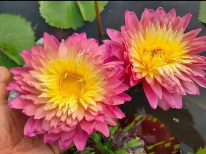 Sanam Chai (Tropical Water Lily)