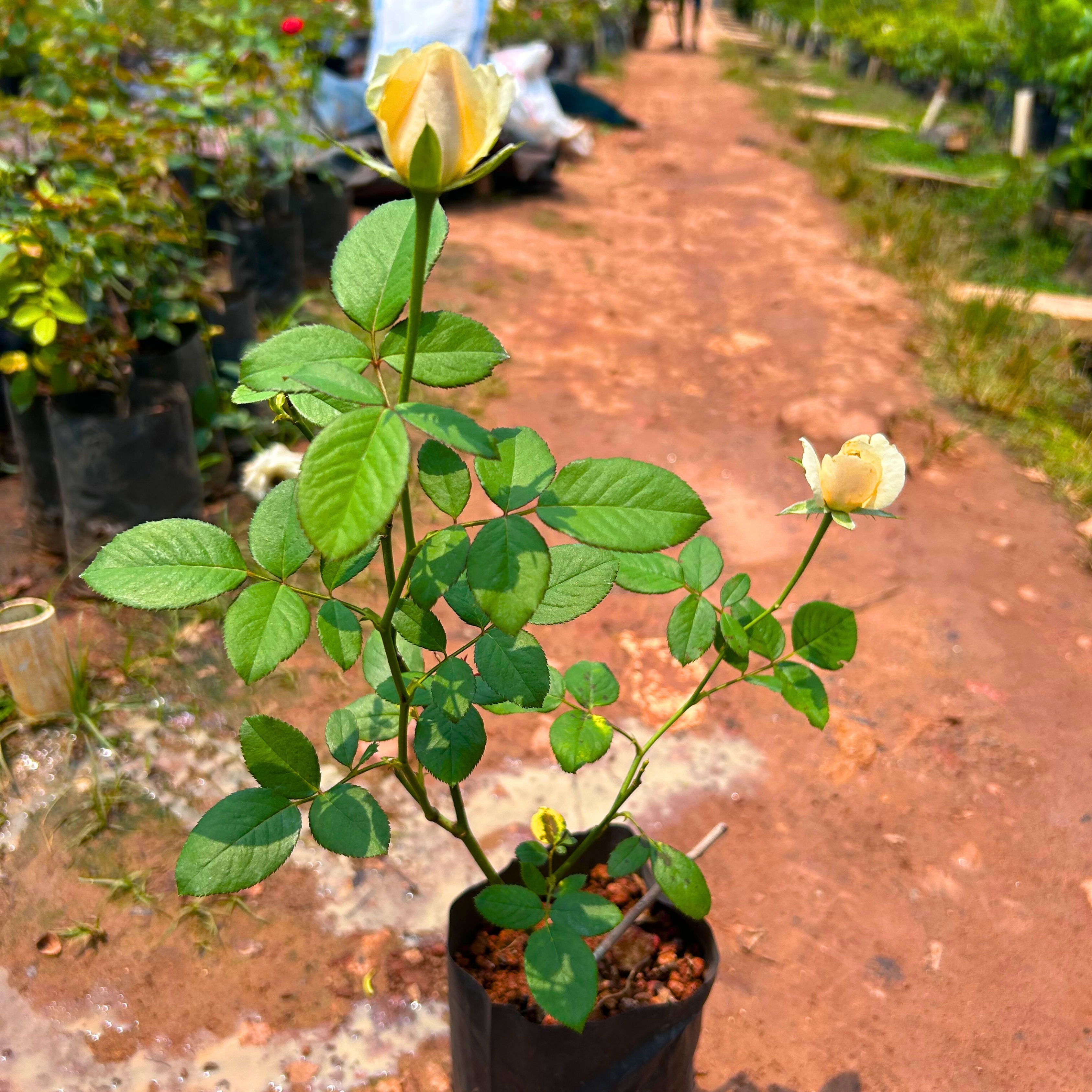 Sandal Grafted Rose Live Plant