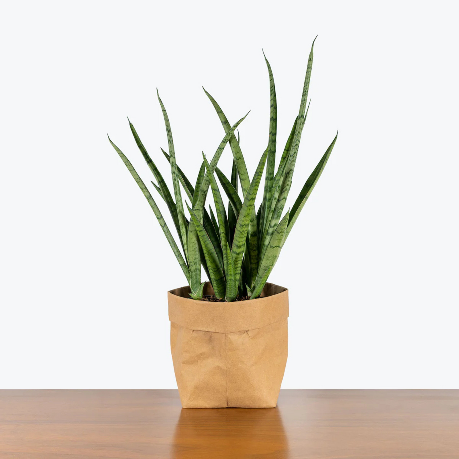 Sansevieria Fernwood (Mikado-snake plant) Succulent Live Plant