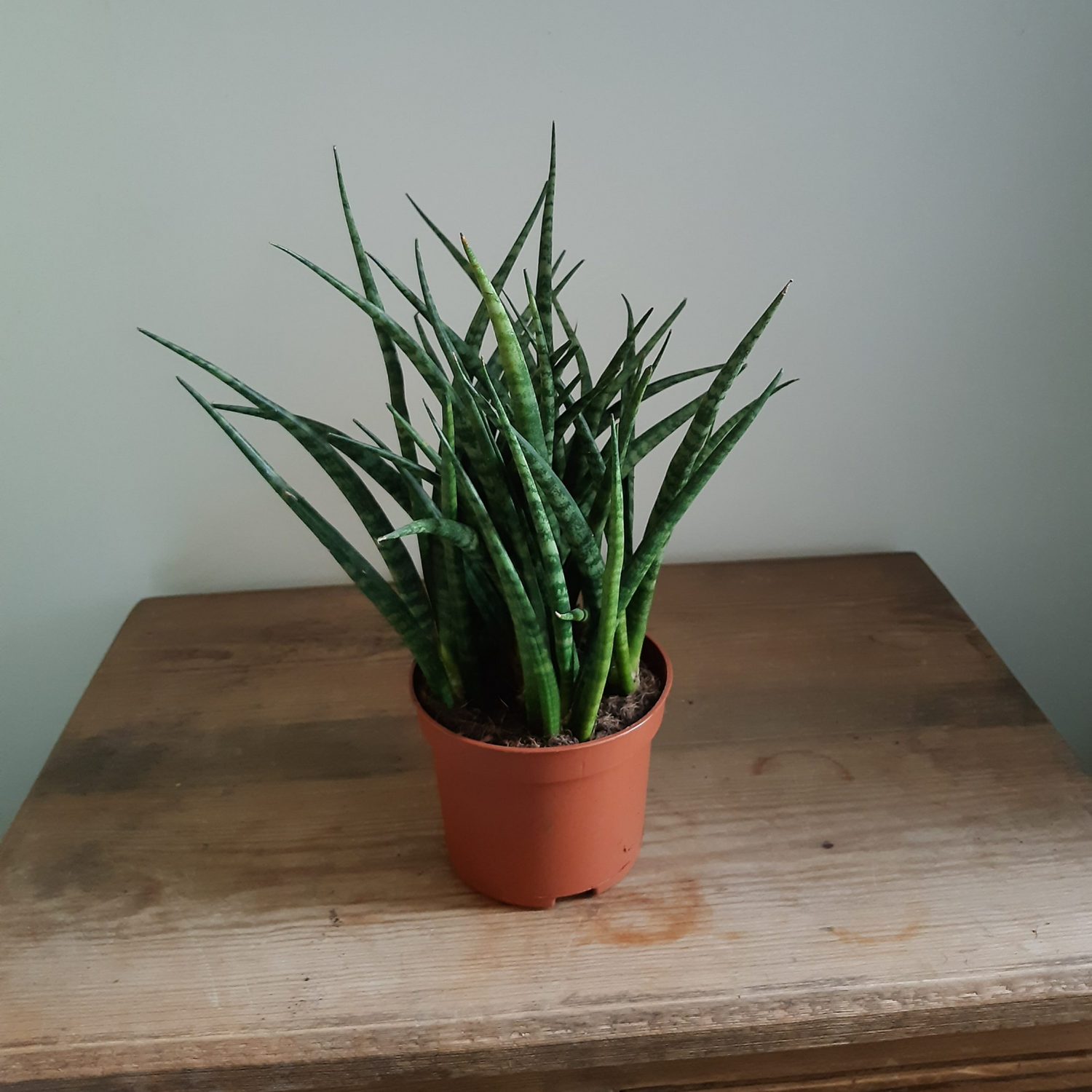 Sansevieria Fernwood (Mikado-snake plant) Succulent Live Plant