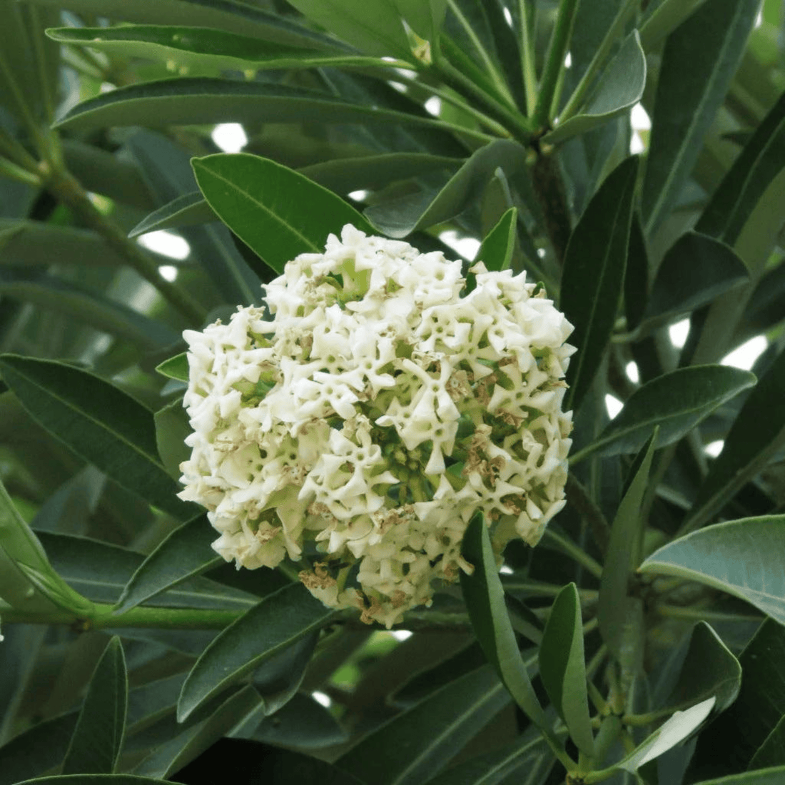 Saptaparni (Alstonia scholaris) Highly Fragrant Flowering Live Plant