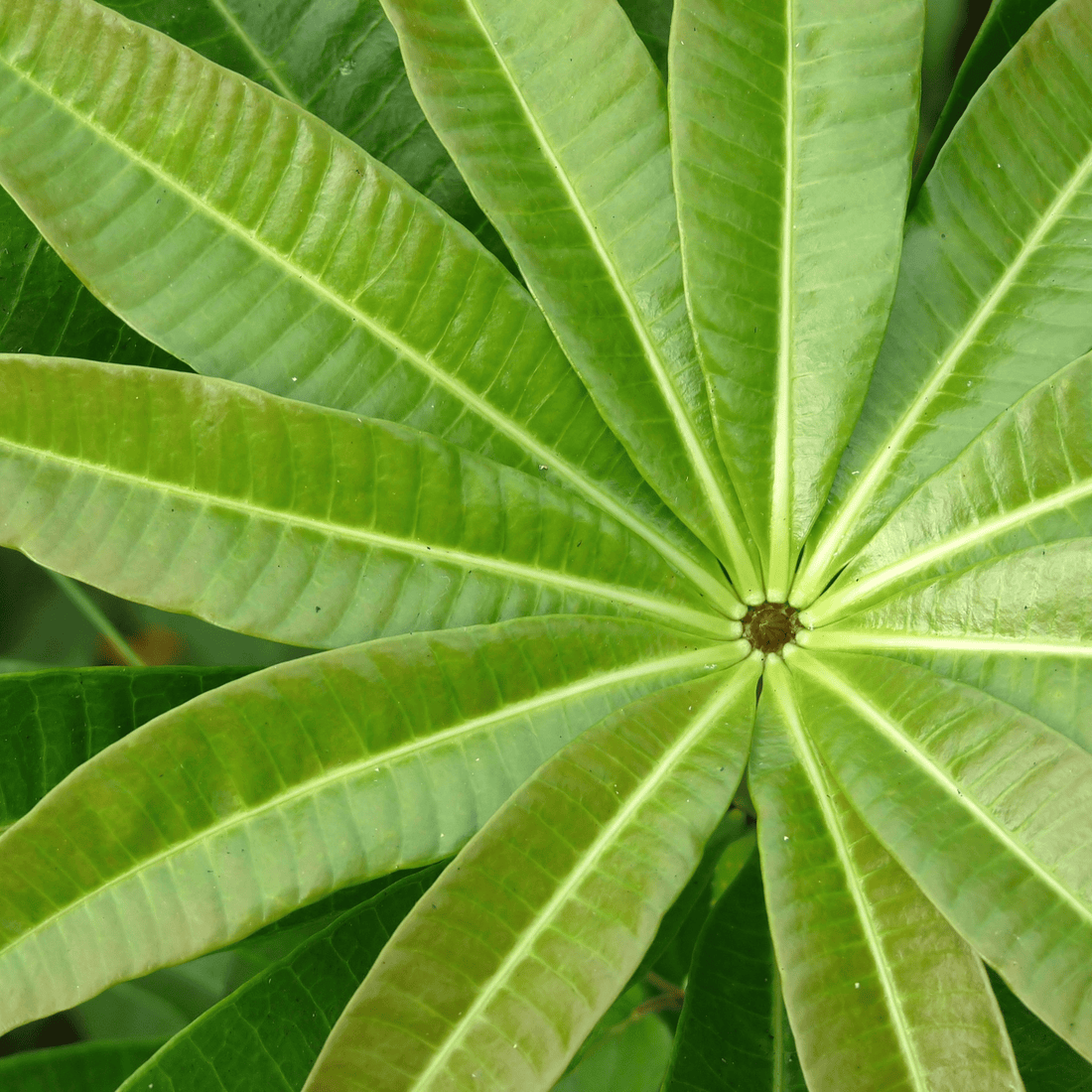 Saptaparni (Alstonia scholaris) Highly Fragrant Flowering Live Plant