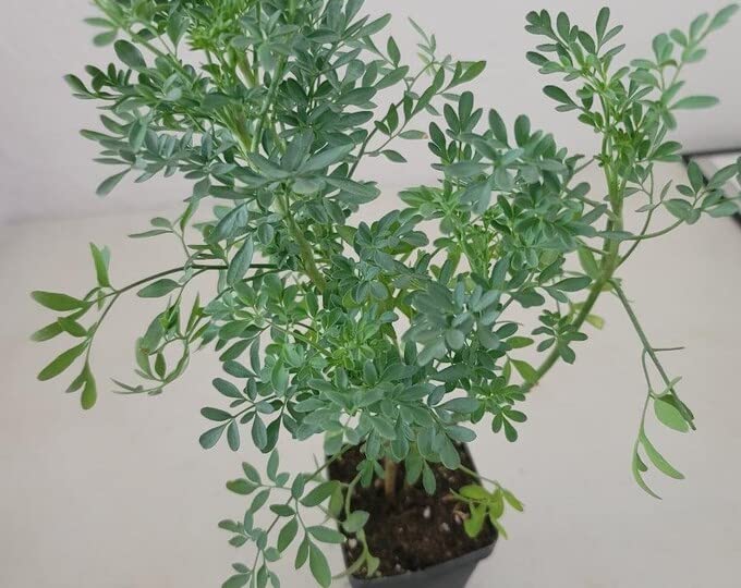 Ruta Graveolens (Herb of Grace) Herbal Ornamental Live Plant